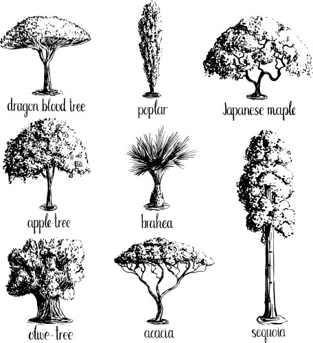 Set of hand drawn tree sketches vector image