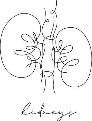 pen line poster kidneys vector image