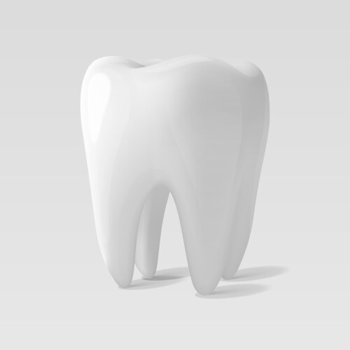 3d realistic tooth closeup isolated vector image