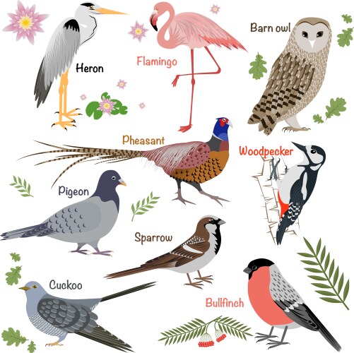 Realistic birds collection vector image