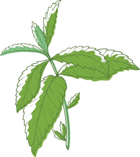 Mint bush aromatic plant and culinary herb vector image