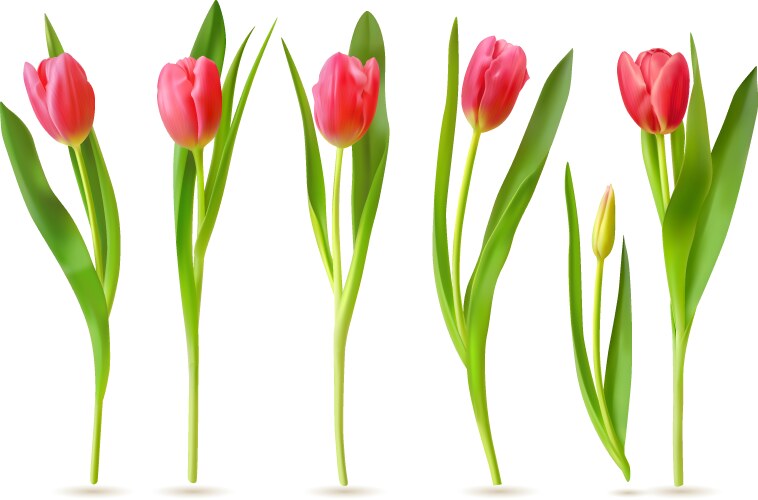 Realistic tulip pink red buds tulips spring vector image