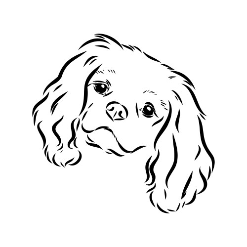 Cavalier king charles dog image silhouette vector image