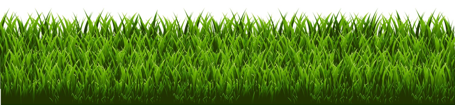 green grass border vector image