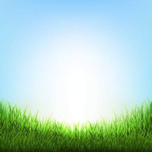 nature background with grass vector image