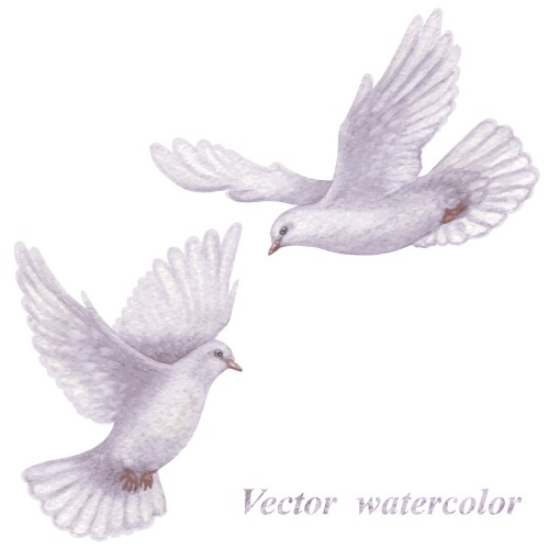 Flying doves vector image