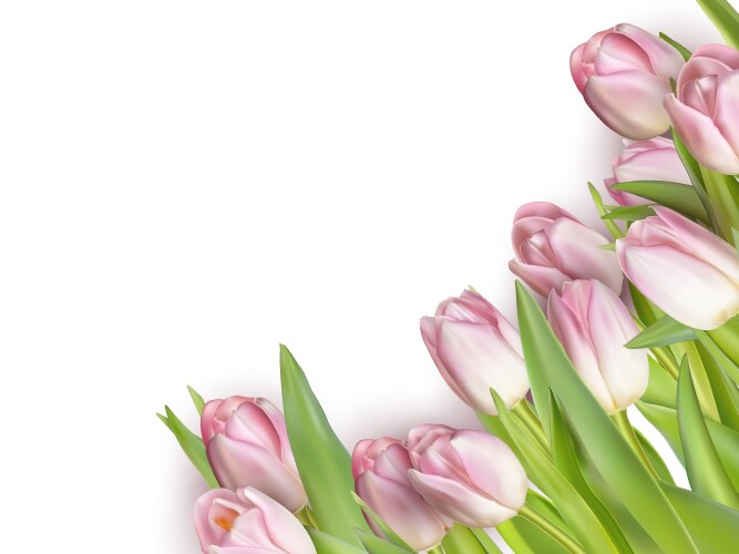 Tulips isolated on white eps 10 vector image