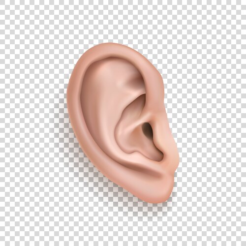 Realistic human ear icon closeup isolated vector image