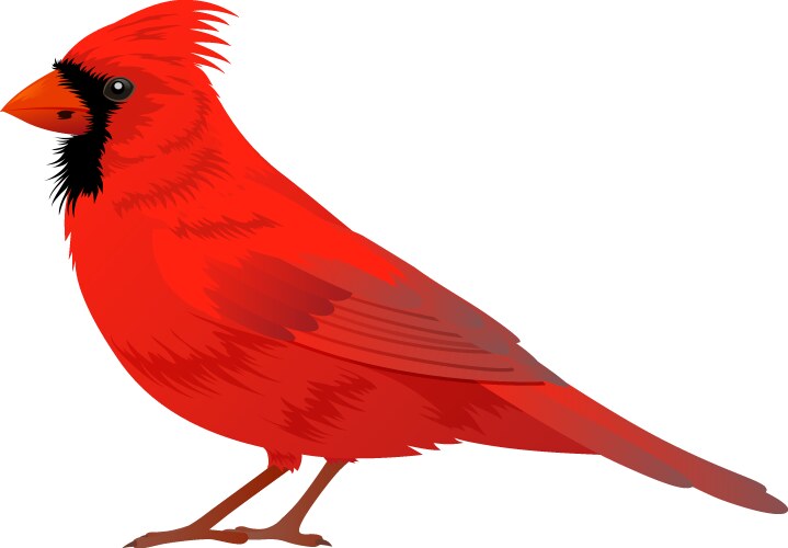 Northern cardinal bird vector image