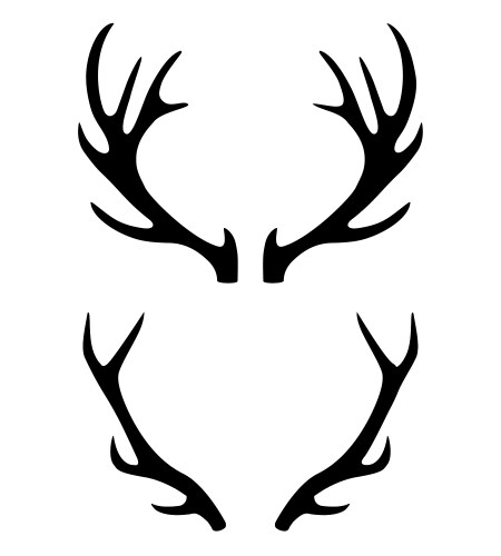 Deer antlers vector image