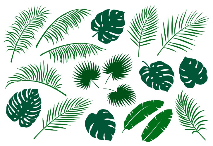 Set of green palm leaves vector image