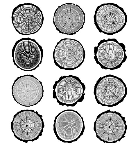 Growth rings vector image