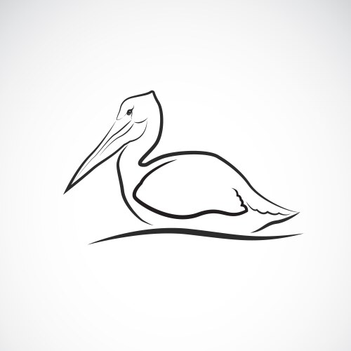 Spot-billed pelican bird pelecanus philippensis vector image