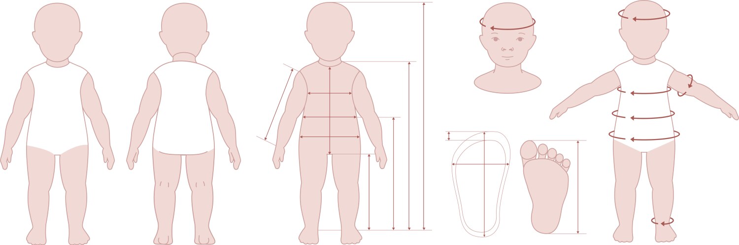 Child body measurement chart vector image