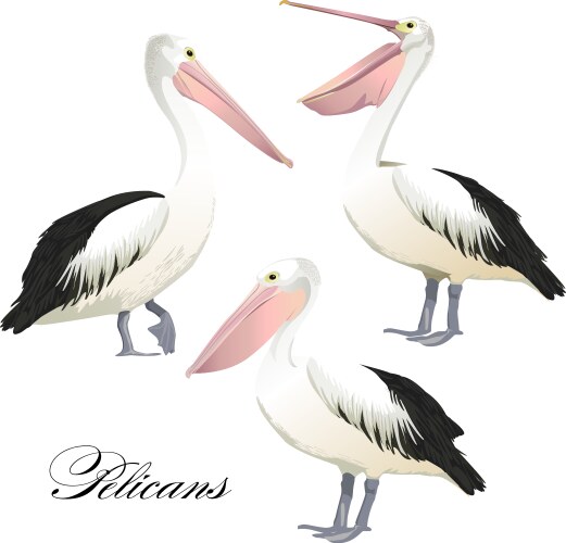 With graceful pelicans set vector image