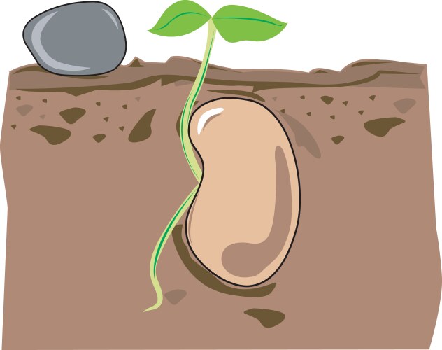 Seed growth vector image