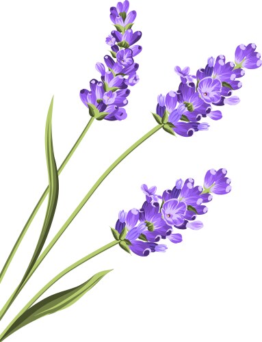 Lavender flowers in closeup vector image