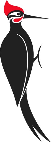 woodpecker vector image