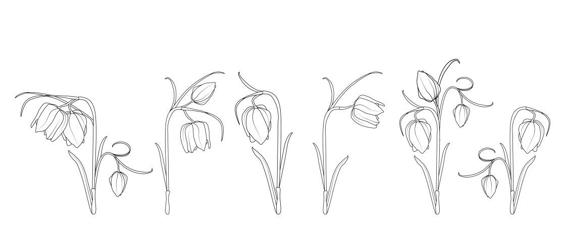 Wild tulip spring flowers black and white engraved vector image