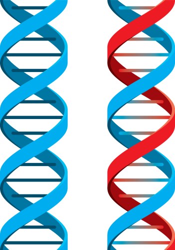 Dna symbol vector image