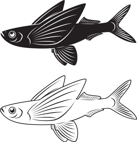 Flying fish vector image