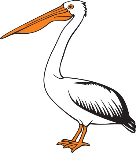 pelican bird color vector image