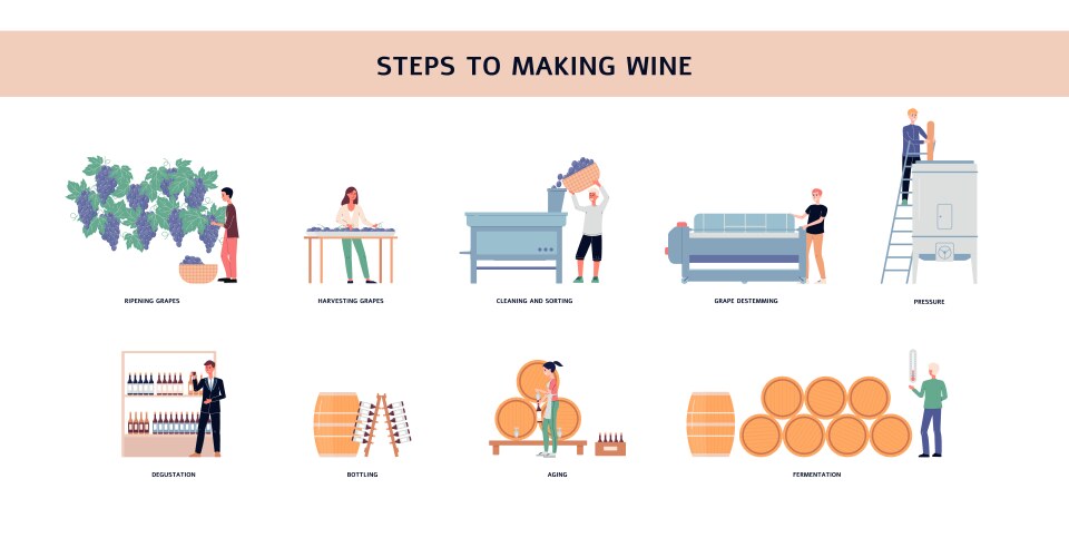 Infographic showing steps winemaking flat vector image