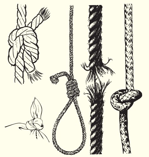 Knots and ropes vector image