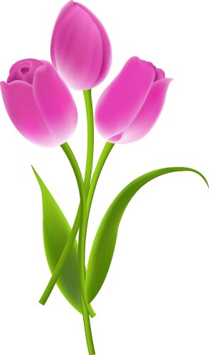 Bouquet of tulips vector image