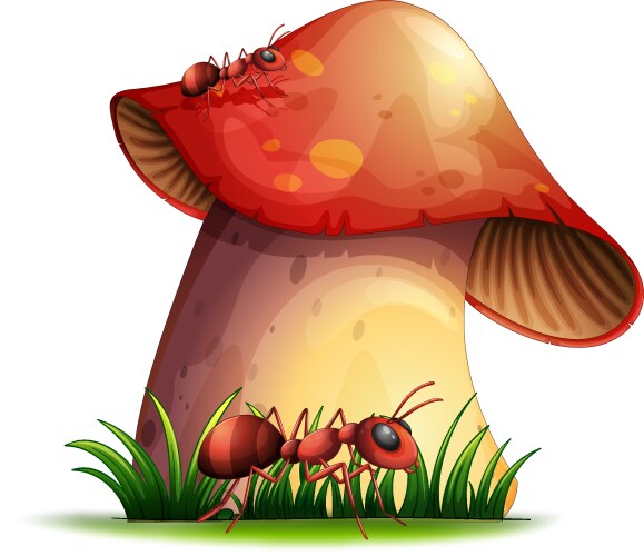 Closeup mushroom vector image