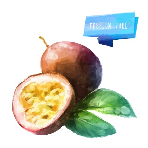 Passion fruit hand drawn watercolor on a white vector image