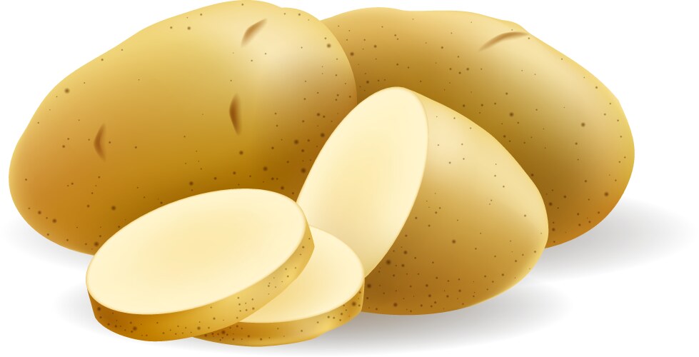 Raw potato closeup vector image