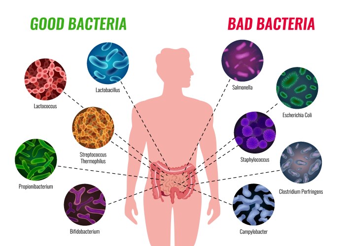 Good and bad bacteria poster vector image