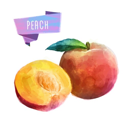 Peach hand drawn watercolor on a white background vector image