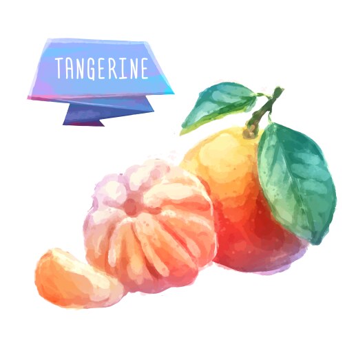 Tangerine hand drawn watercolor on a white vector image