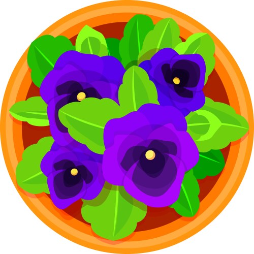 Violet flower with green leaves in pot top view vector image