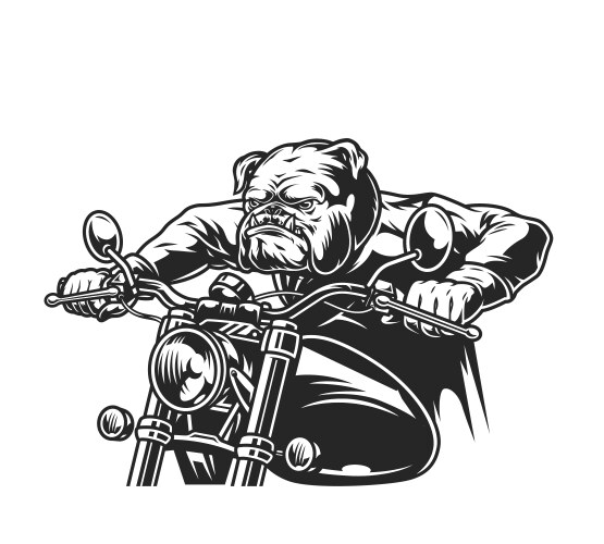 Angry bulldog head motorcyclist riding motorbike vector image