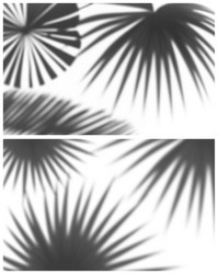 soft shadow palm leaves vector image