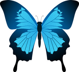 butterfly blue vector image