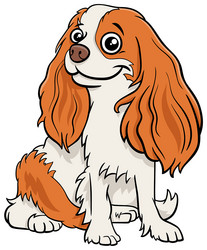 cartoon cavalier king charles spaniel purebred dog vector image