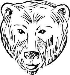 head a brown bear ursus arctos or grizzly vector image