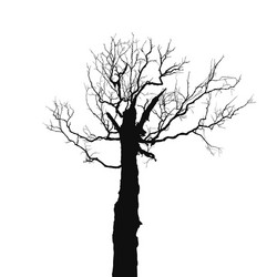 silhouette old dry tree vector image