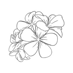 frangipani or plumeria tropical blossom engraved vector image