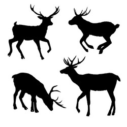 decoration elegance horned object shadow buck vector image