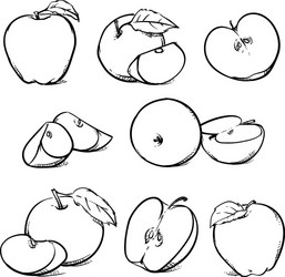 apple with leaf hand drawn sketch style fruits vector image