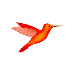 hummingbird tiny colibri with bright orange vector image