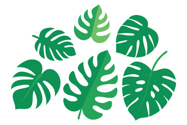 monstera leaf set on white background vector image