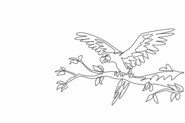 single continuous line drawing of adorable parrot vector image