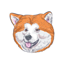 hokkaido dog face vector image