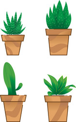 cactus-succulent vector image